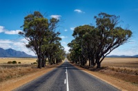 AUS - Stirling Range NP o2375